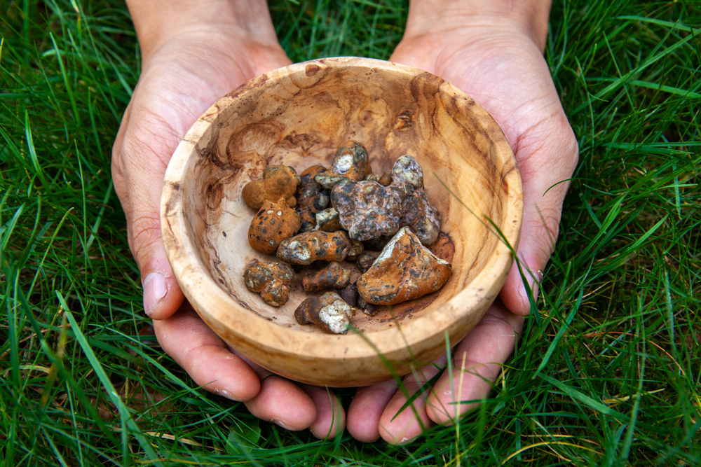 Magic Truffels Gids: De toekomst van magic truffels en psilocybine: Potentiële toepassingen en nieuw onderzoek