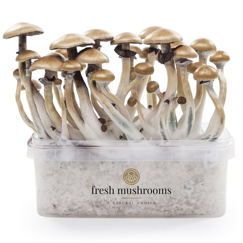 Golden Teacher 100% mycelium - Fresh Mushrooms XP Paddo kweekset