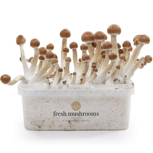 McKennaii 100% mycelium - Fresh Mushrooms XP Paddo kweekset