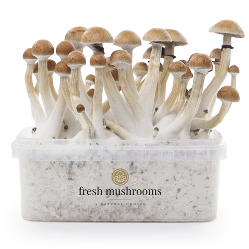 Thai 100% mycelium - Fresh Mushrooms XP Paddo kweekset