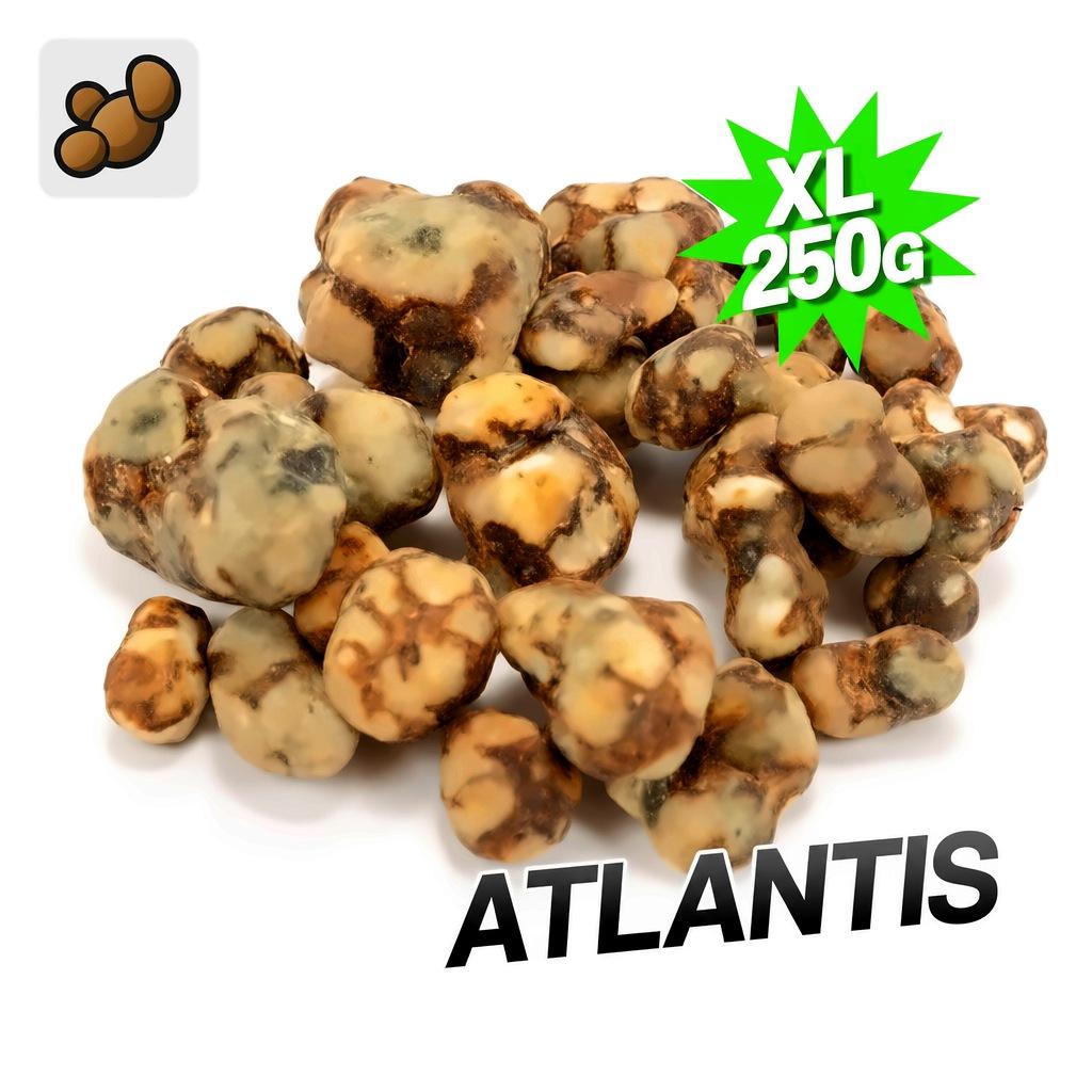 Bulk Atlantis magic truffels XL 250 gram