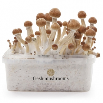 images/productimages/small/freshmushrooms-xp-columbian.jpg