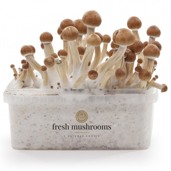 images/productimages/small/freshmushrooms-xp-ecuador.jpg