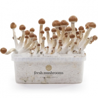 images/productimages/small/freshmushrooms-xp-mazatapec.jpg