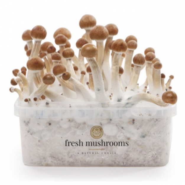 B+ 100% Mycelium - Fresh Mushrooms XP Paddo kweekset