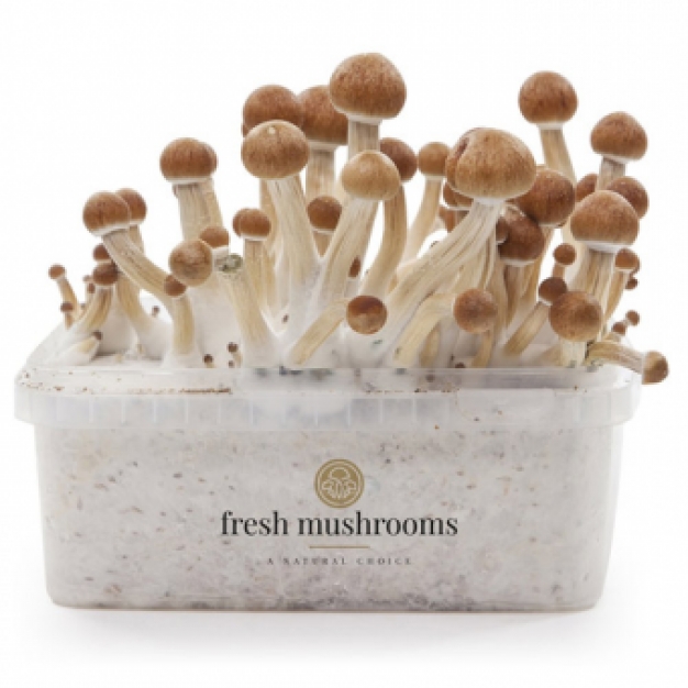 Columbian 100% mycelium - Fresh Mushrooms XP Paddo kweekset