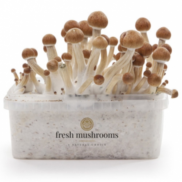 Ecuador 100% mycelium - Fresh Mushrooms XP Paddo kweekset