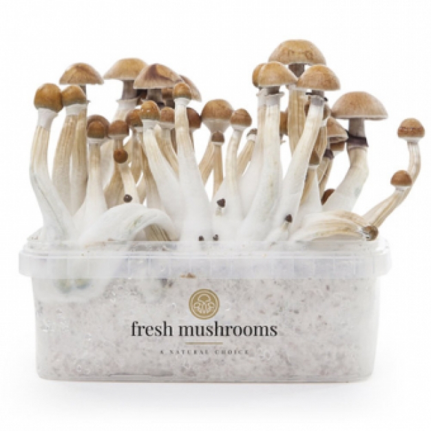 Mexican 100% mycelium - Fresh Mushrooms XP Paddo kweekset