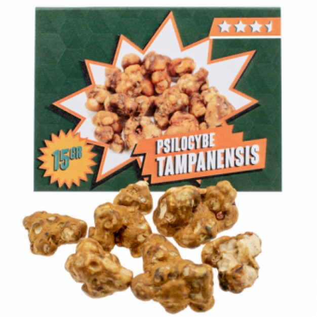 Tampanensis Magic Truffles kopen